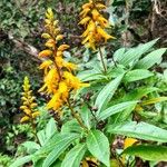 Digitalis canariensis Habit