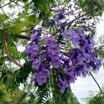 Jacaranda mimosifolia Blomst