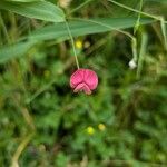 Lathyrus nissolia Blüte