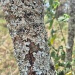 Vachellia drepanolobium Escorça