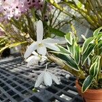 Dendrobium moniliforme Flor