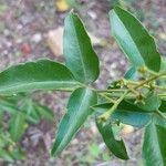 Jasminum grandiflorum Folla