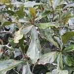 Quercus nigra Hoja