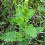 Ecbolium viride Leaf