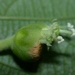 Dalechampia websteri Fruto