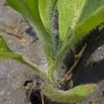 Erigeron sumatrensis Bark