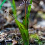 Scoliopus bigelovii Flor