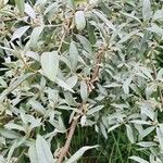 Elaeagnus commutata Leaf