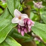 Daphne odora Virág