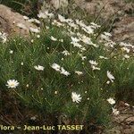 Argyranthemum foeniculaceum Хабит