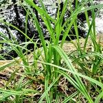 Carex sylvatica Leaf