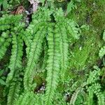 Adiantum hispidulum ഇല