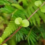 Linnaea borealis برگ