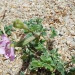 Silene sericea Habit