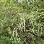 Vachellia tortuosa Tervik taim