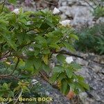 Convolvulus fernandesii