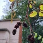 Alnus incana फल