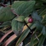 Hypericum androsaemum Blad