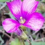 Oxalis hispidula 花