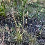 Eragrostis elongata Habitat