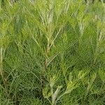 Artemisia abrotanum Muu