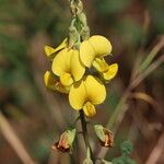 Crotalaria retusa Квітка