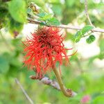 Erythrina abyssinica Цвят