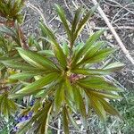 Paeonia lactiflora Folha