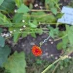 Emilia coccinea Flower