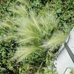 Hordeum jubatum Blatt