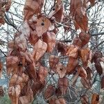 Koelreuteria paniculata Плод