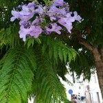 Jacaranda mimosifolia Φύλλο