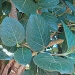 Ficus sycomorus List