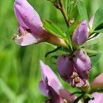 Cytisus purpureus Virág