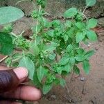 Ocimum minimum Leaf