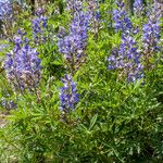 Lupinus sericeus Çiçek