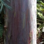 Eucalyptus deglupta Bark