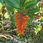 Palicourea triphylla Kvet