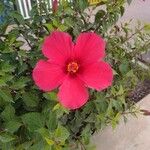 Hibiscus rosa-sinensisFlower