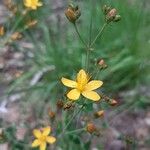 Hypericum linariifolium Flower