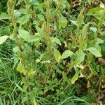 Amaranthus retroflexus Folha