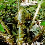 Polystichum braunii Likasa