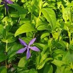 Vinca herbacea Flower