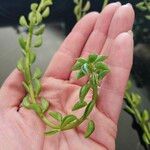 Peperomia dolabriformis Folha