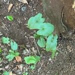 Arisarum simorrhinum Blad