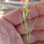 Cardamine hirsutaFruit