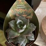 Echeveria purpusiorum Leaf