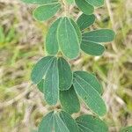 Desmodium cuneatum Ліст