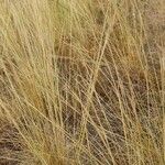 Stipa capillata برگ