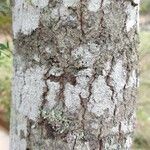 Maytenus boaria Corteza